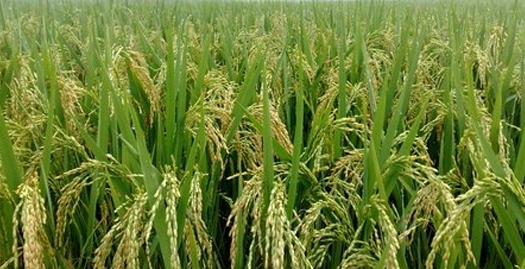 玉米田除草剂药害的预防与缓解