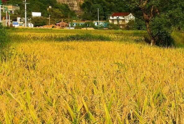 未来生物农药不可小觑